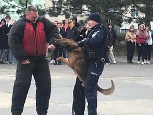 Pokaz tresury policyjnych psów służbowych