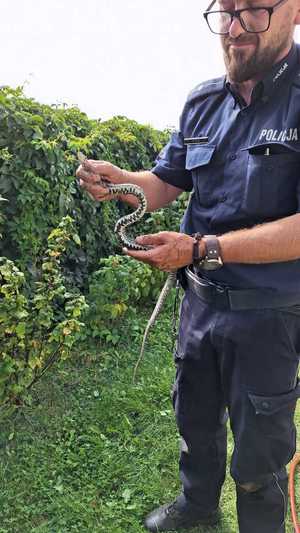 policjant trzyma w dłoni zaskrońca