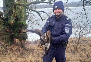 Policjant sierż. sztab. Łukasz Zaleśkiewicz trzyma w dłoniach myszołowa